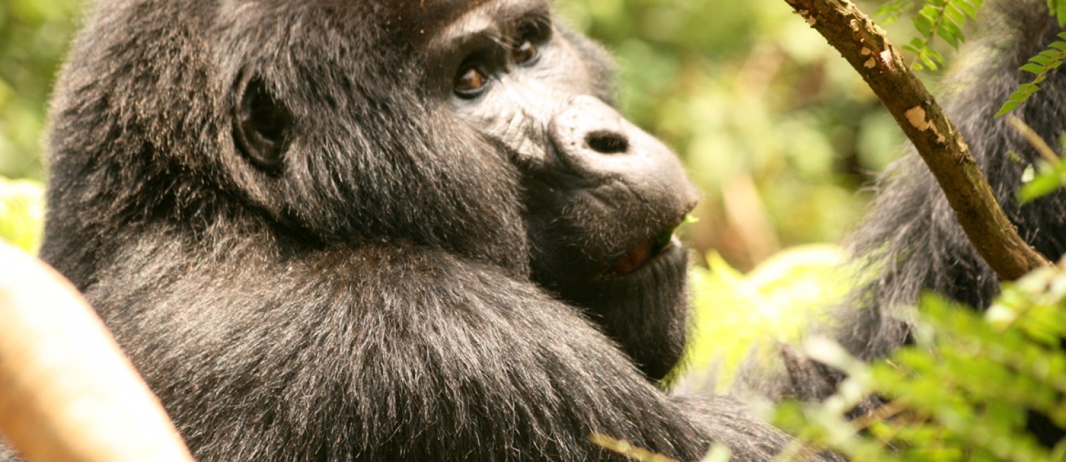 Mountain gorilla