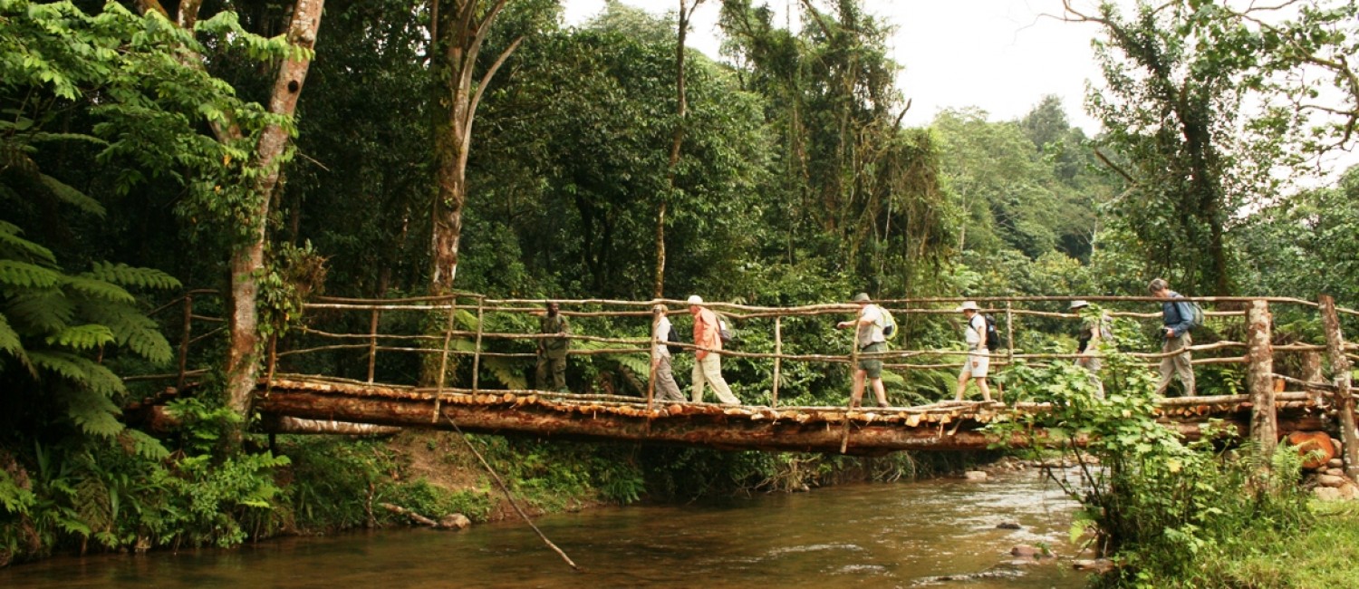 Walking in Bwindi Forest