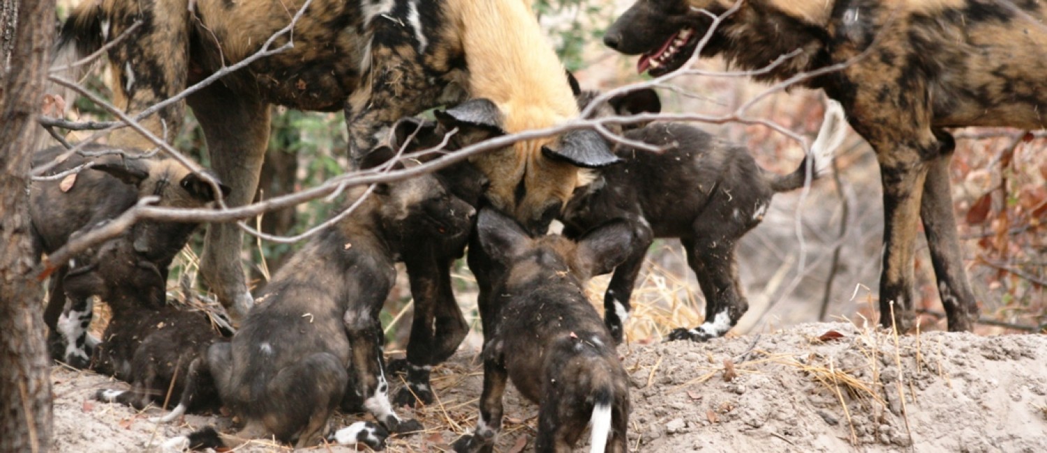 Wild dog viewing