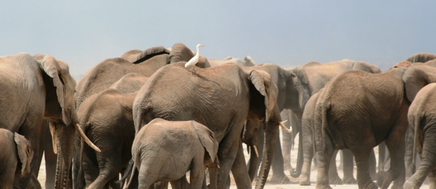Amboseli elphants