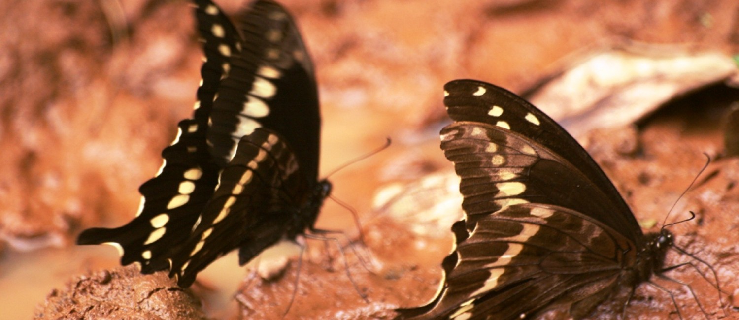 Uganda's butterflies