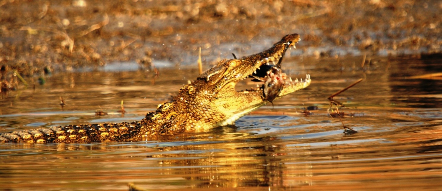 Crocs and hippos in abundance