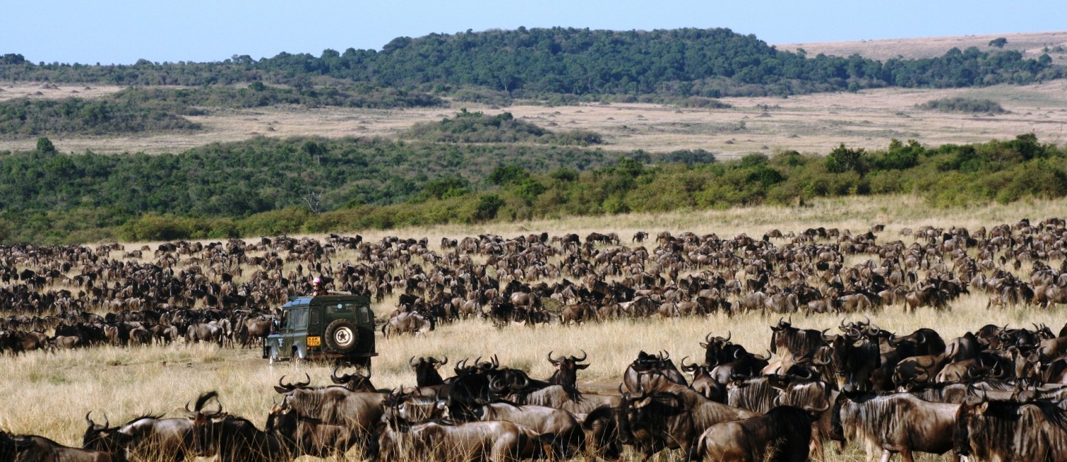 Migration in the Mara
