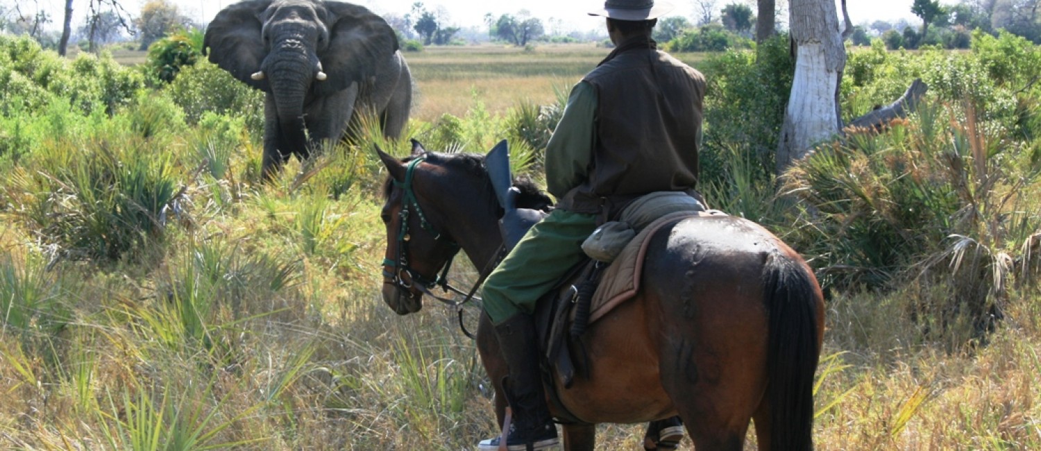 Elephant viewing from horseback