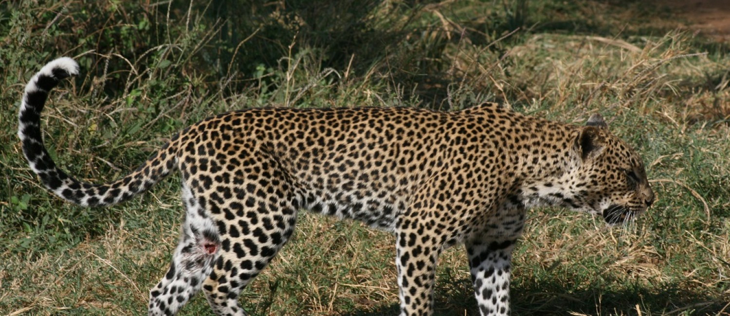 Samburu leopard
