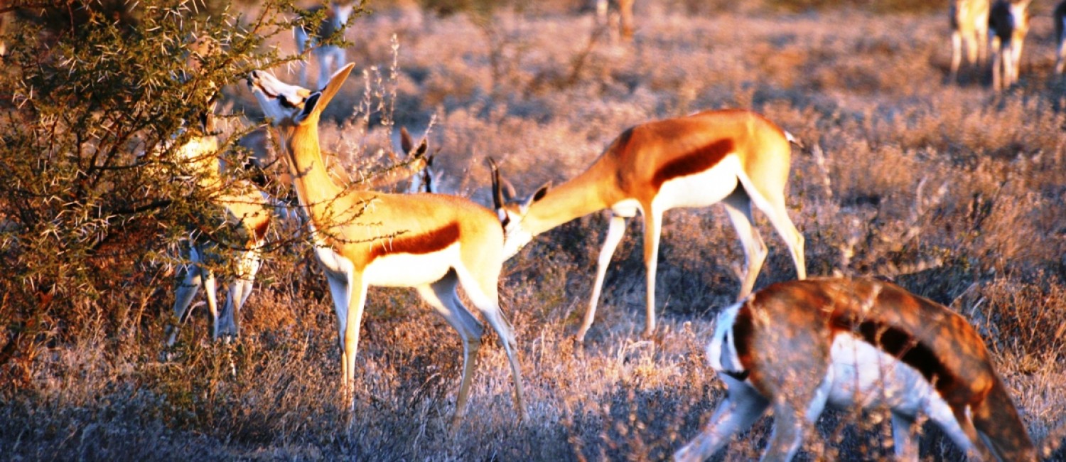 Kalahari Desert wildlife