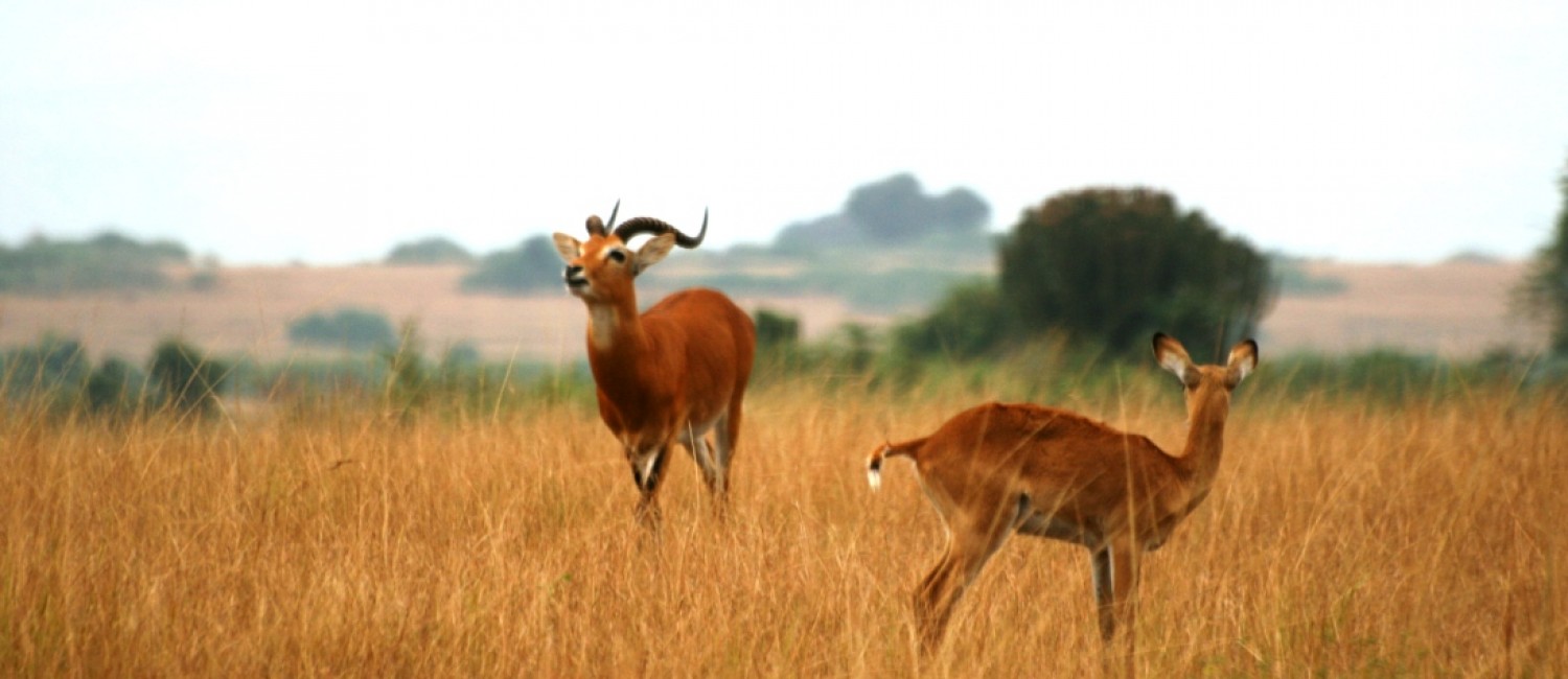 Uganda kob in Queen Elizabeth National Park