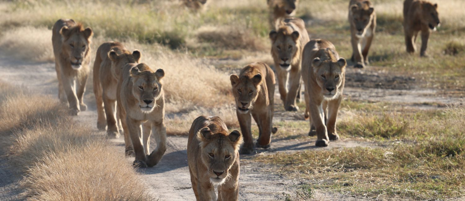 Ngorongoro Lion