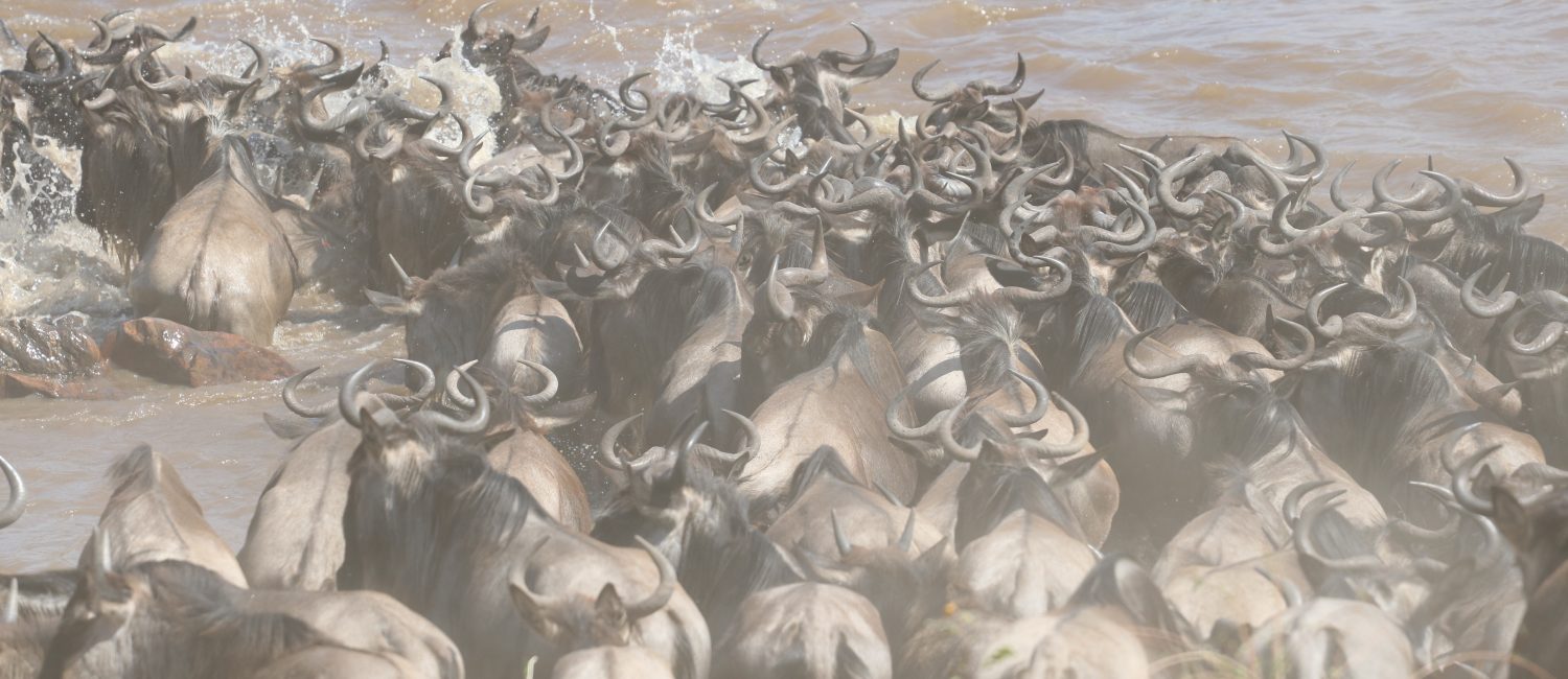 Wildebeest crossing