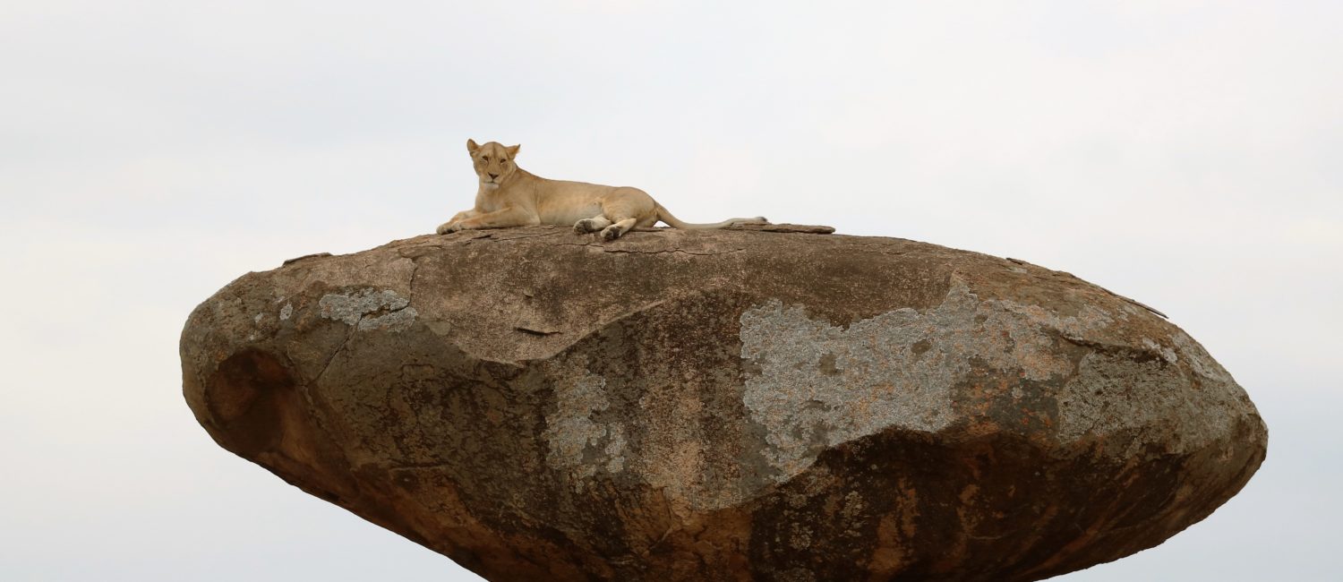 Serengeti Kopje cat!