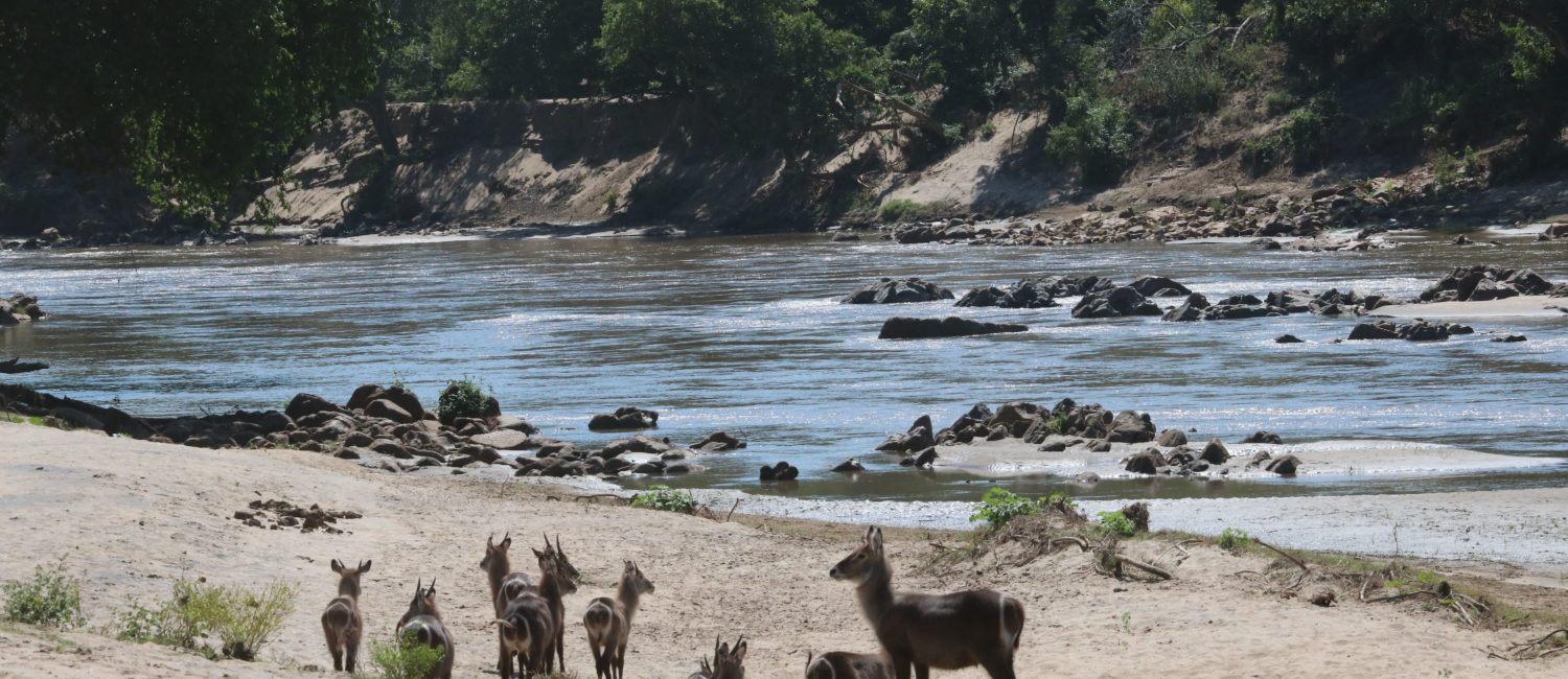 Waterbuck