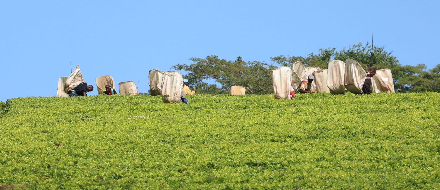 Tea plantation