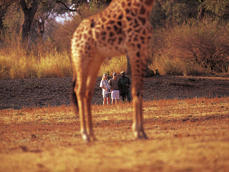 Luangwa Zambia (4)