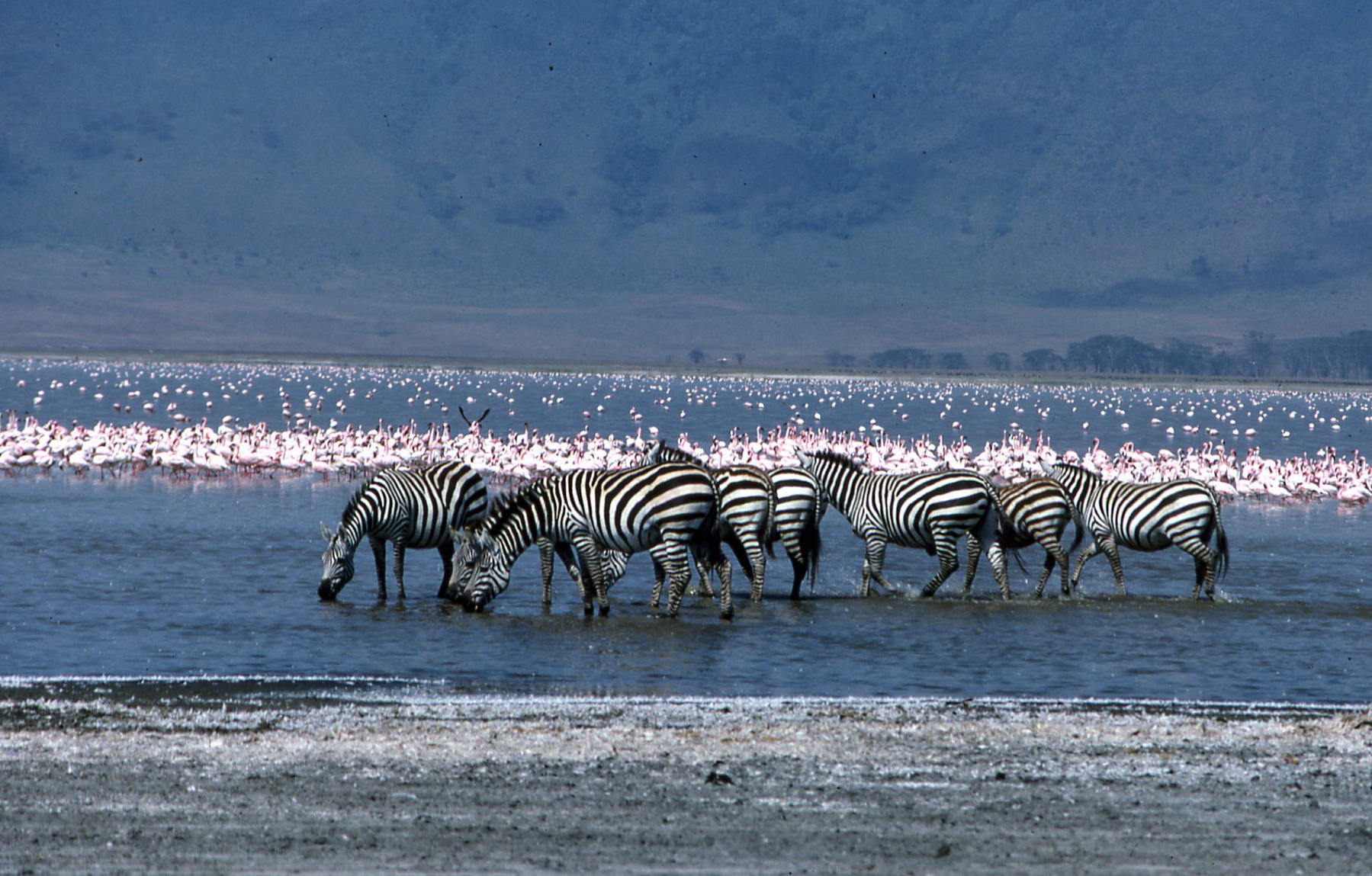 Ngorongoro Tanzania 1 (2)