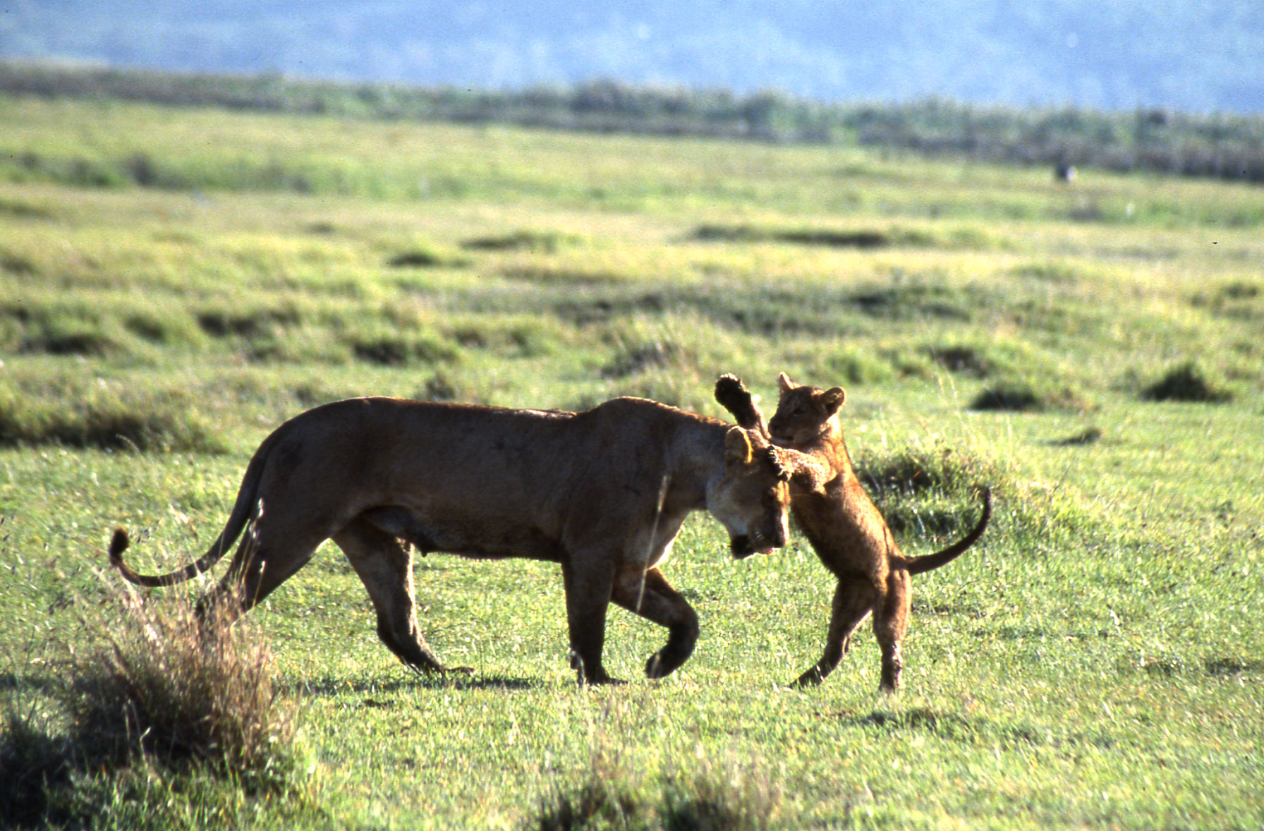 Ngorongoro Tanzania 1 (3)
