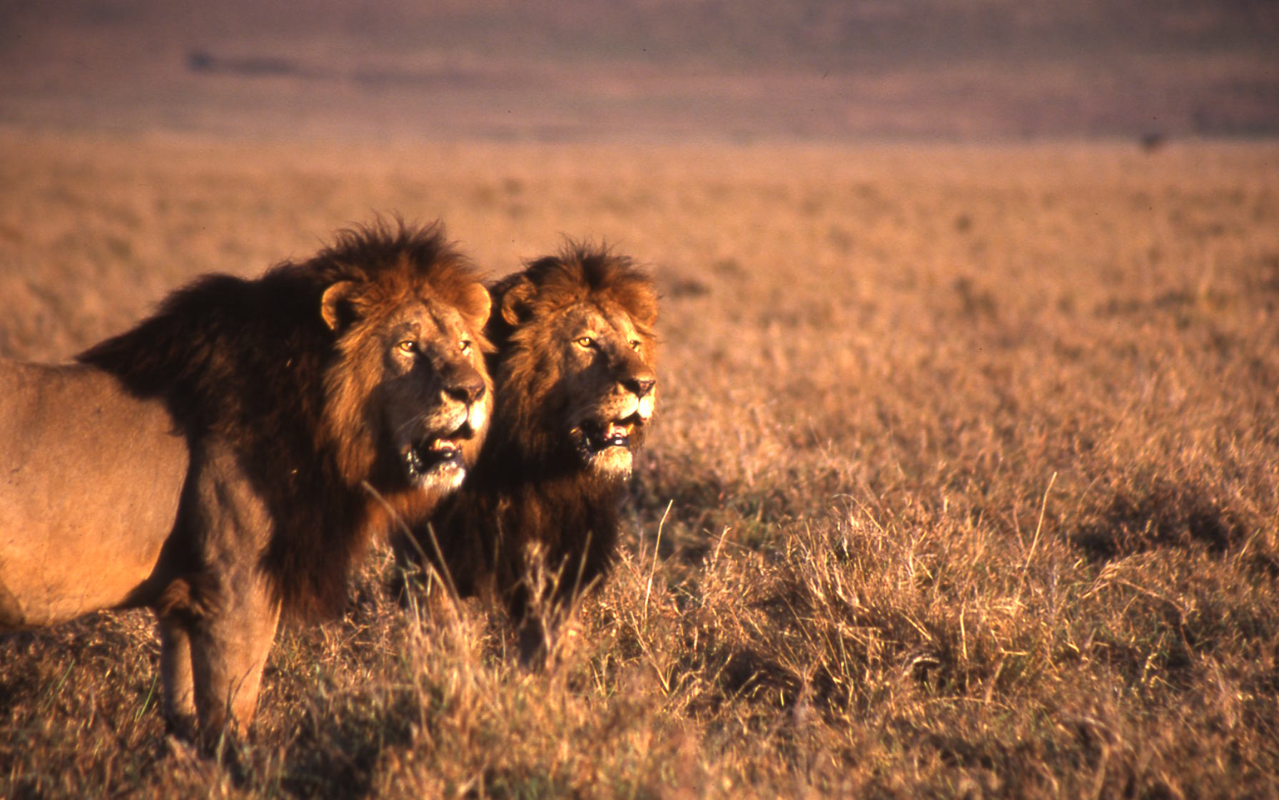 Ngorongoro Tanzania 1 (4)
