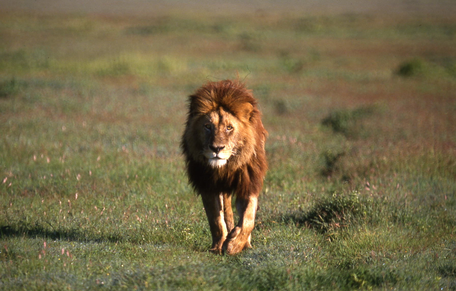 Ngorongoro Tanzania 1 (9)