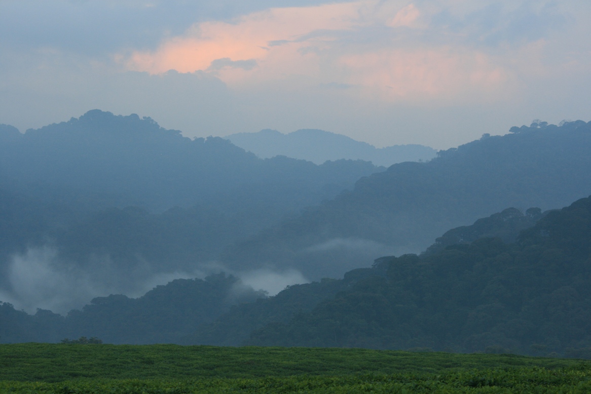 Nyungwe Forest Rwanda