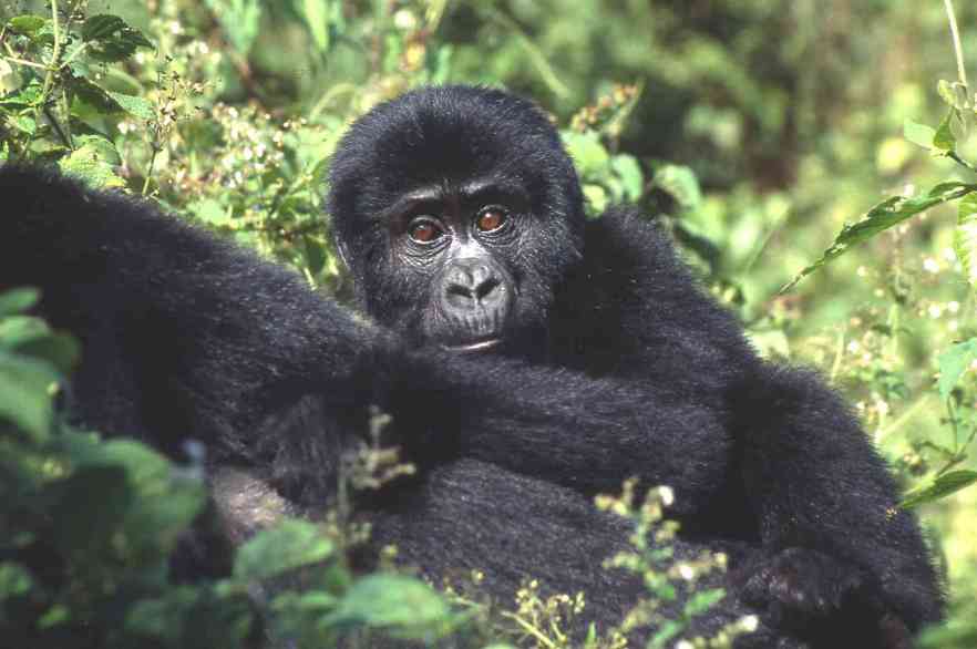 Uganda (1)