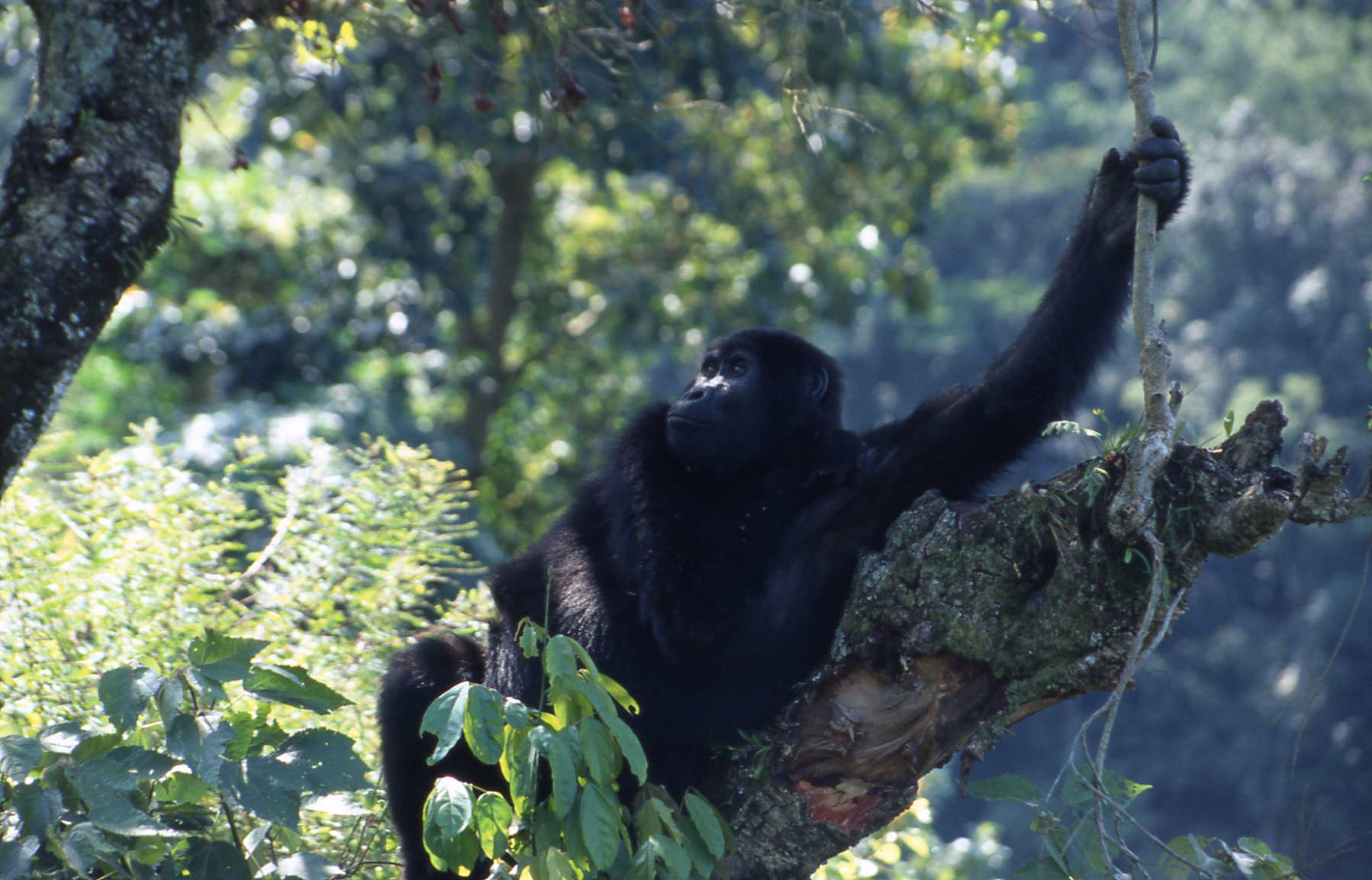 Uganda (3)