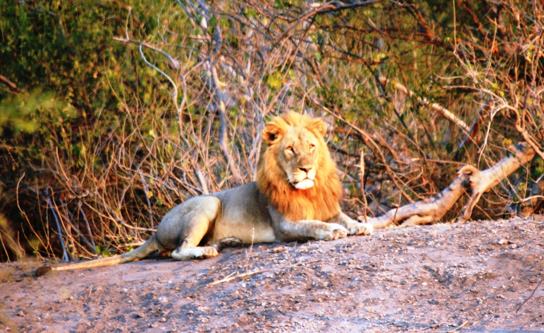 Chobe Lion