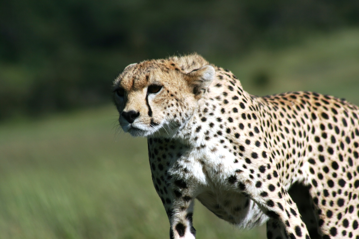 Hunting Cheetah