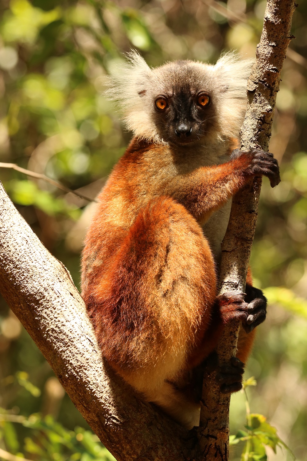 IMG_5792Black Mlemur